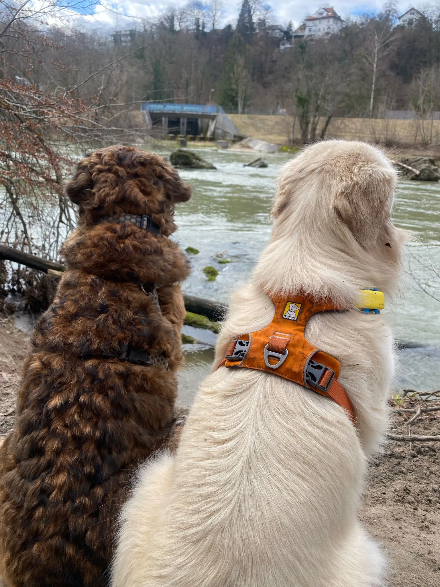 Dogs having fun 1