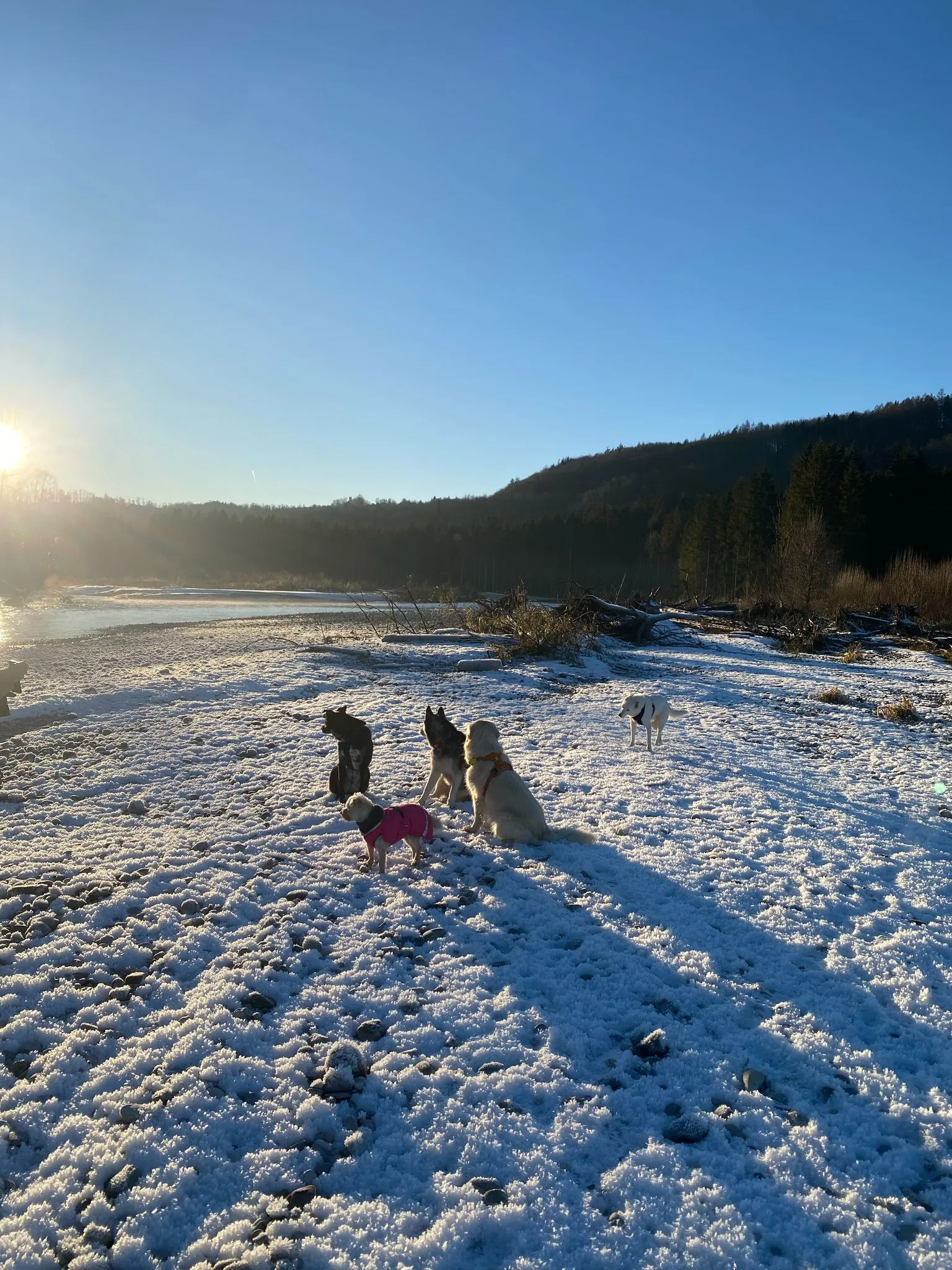 Dogs having fun 3