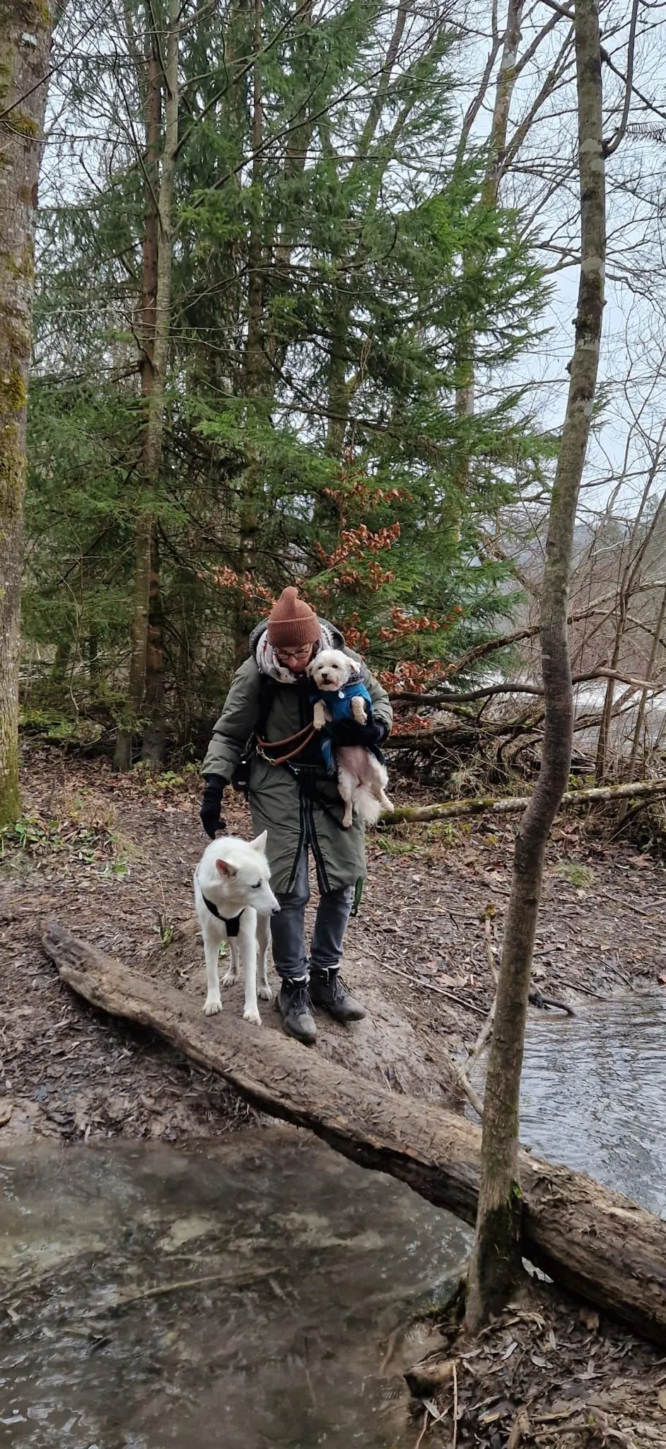 Dogs having fun 4