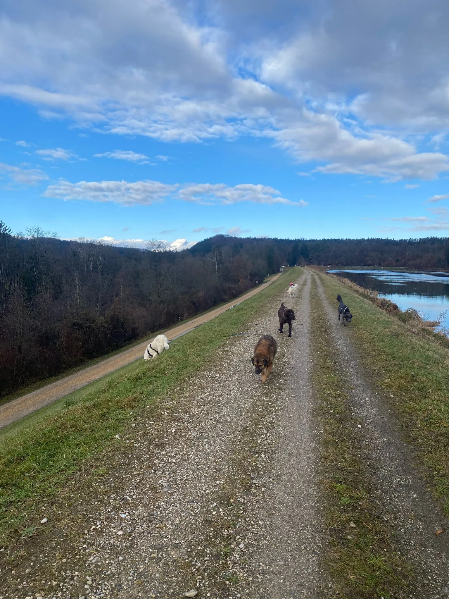 Dogs having fun 2